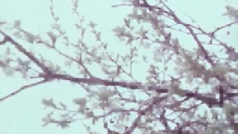 Александар Сариевски - Ајде Анѓе да повечераме | Aleksandar Sarievski - Ajde Angje da povecerame Македонски Песни | Makedonski Pesni | Macedonian Songs | Macedonia | Македонија