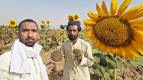 Sunflower Harvesting Season In Pakistan