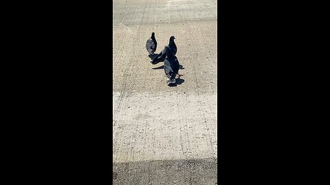 Pigeon #pigeon #followme #trending #shorts