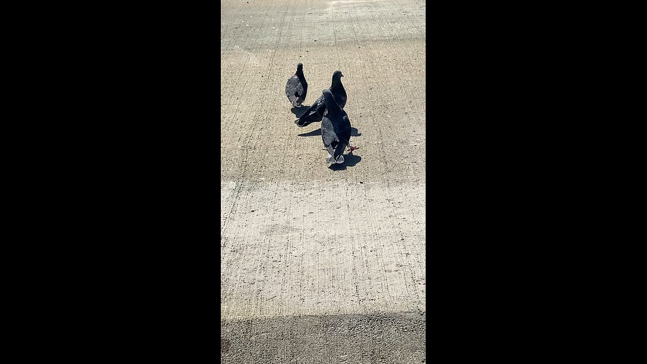 Pigeon #pigeon #followme #trending #shorts