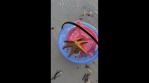 Mutant Starfish & Live Semeles! | 4K