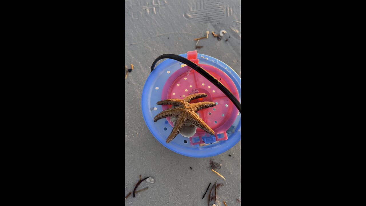 Mutant Starfish & Live Semeles! | 4K