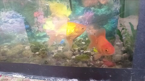 fishs