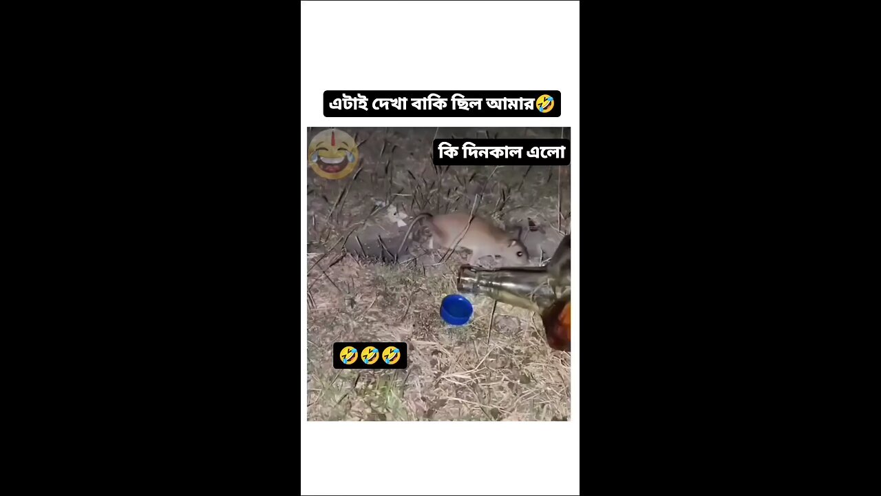 When Rat Drunk