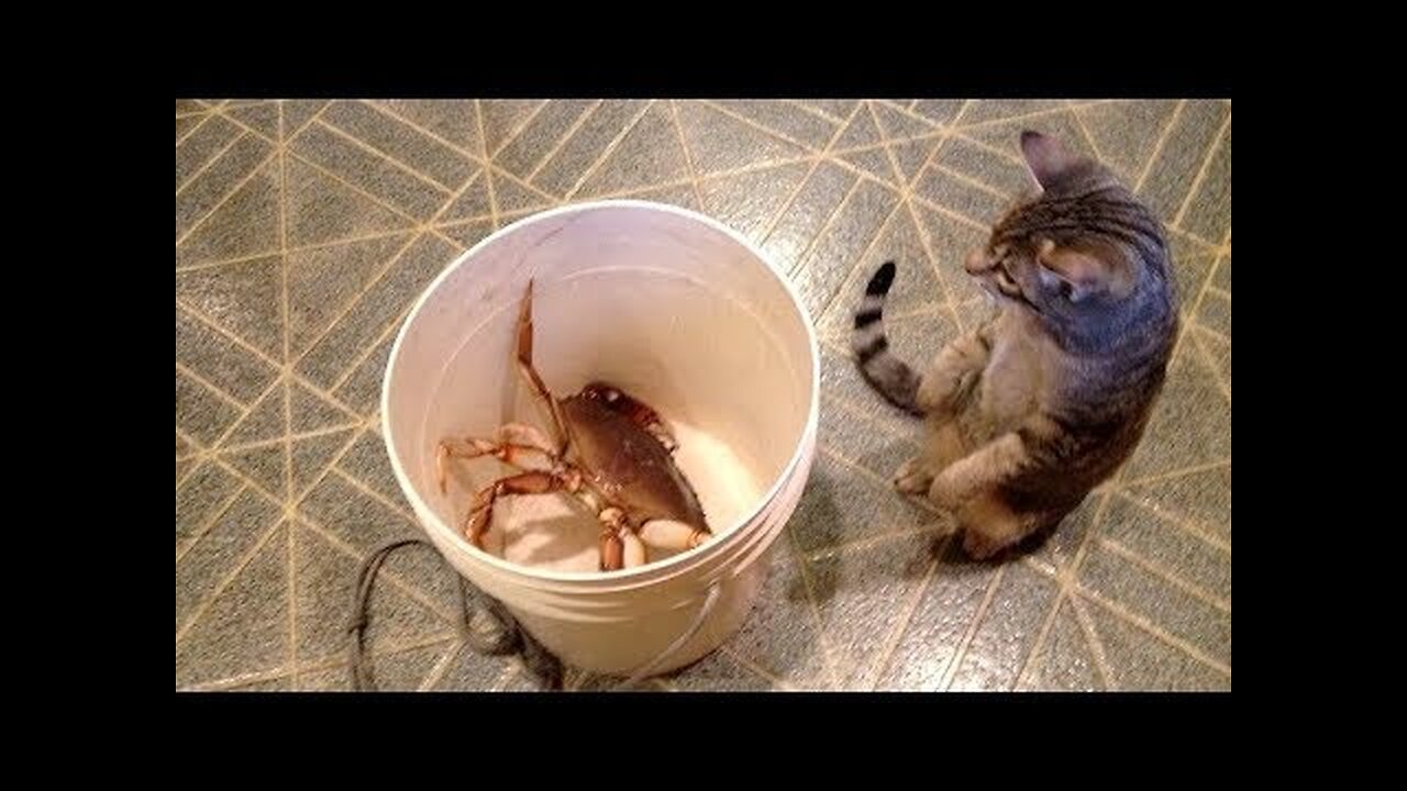 100% CHANCE that you will SCREAM WITH LAUGHTER! - Ultra FUNNY VIDEOS
