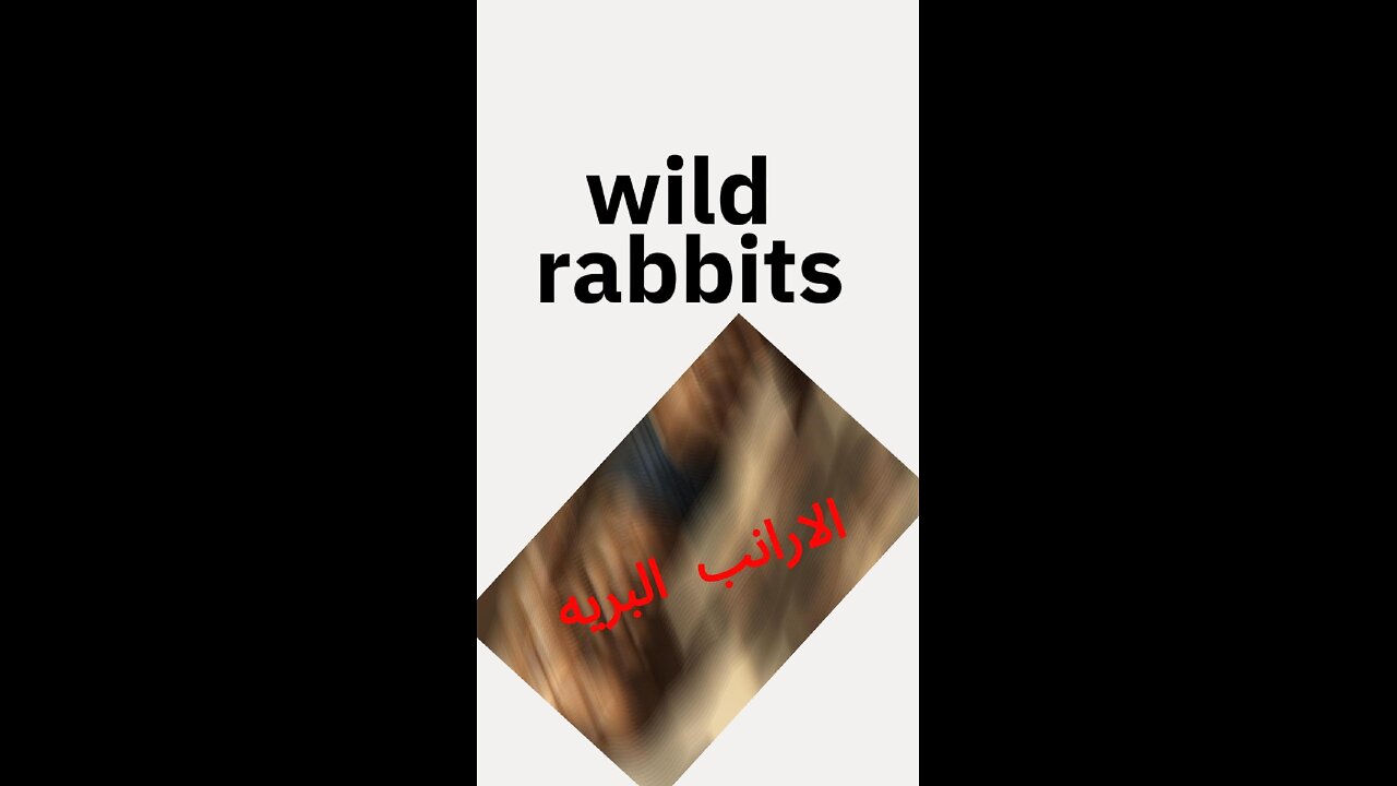 #الارانب_البرية