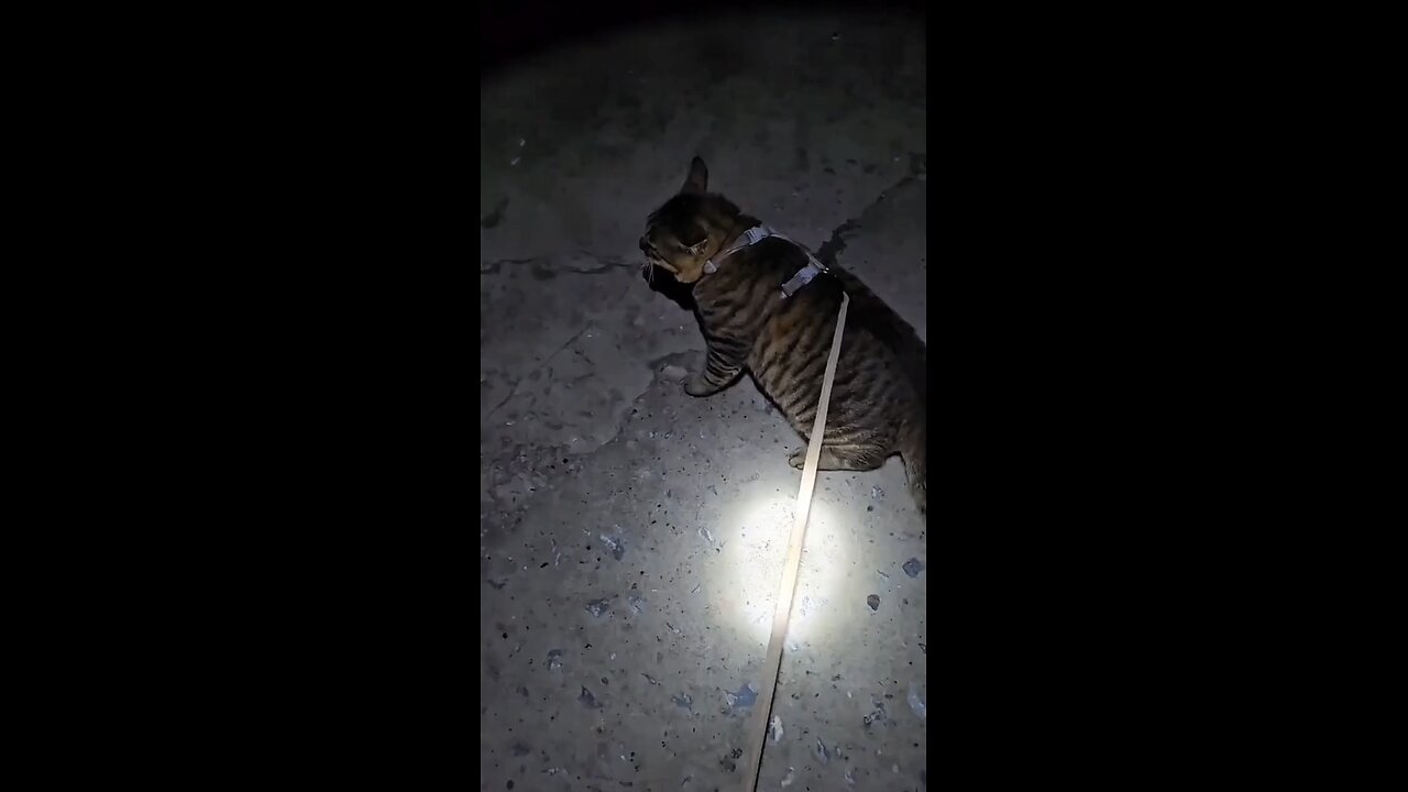 POV Kucing berusaha diet