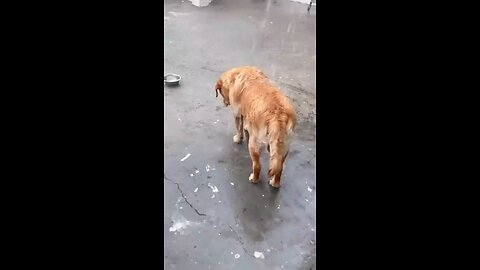 Cute Puppies Playing in the Rain ☔🐕
