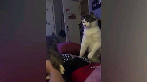 fun pet