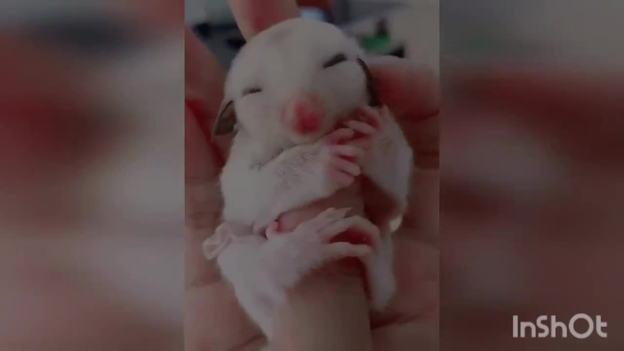 Funny & Unpredictable Animal Moments! 😂🐾