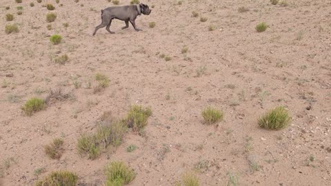 Protection Dog Obedience Demo