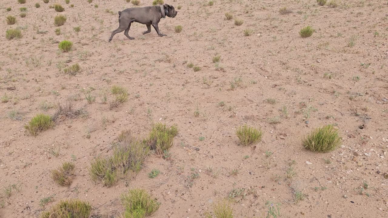 Protection Dog Obedience Demo