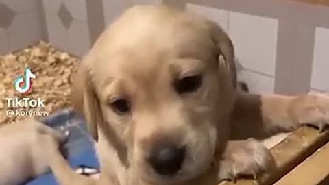 puppy crying