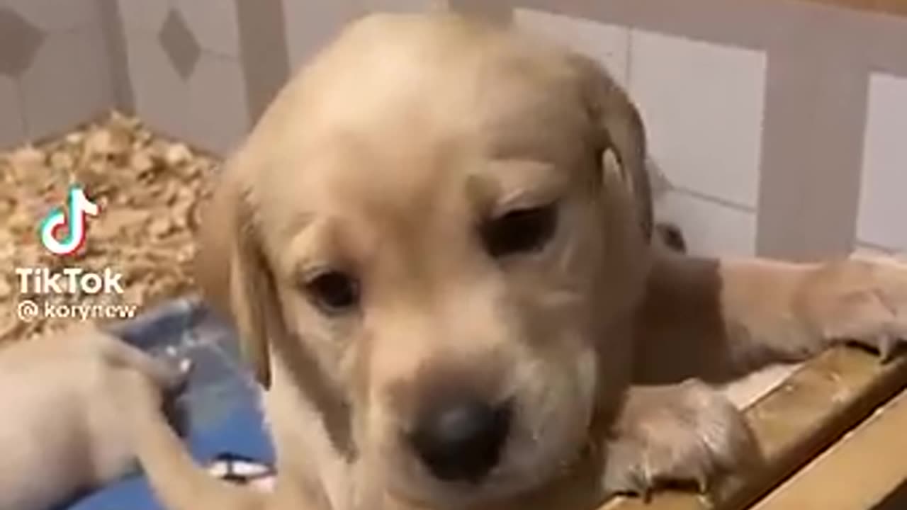 puppy crying