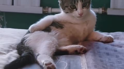 Funny cat videos 😂😂