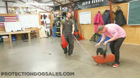 Young Doberman Protection Dog work out