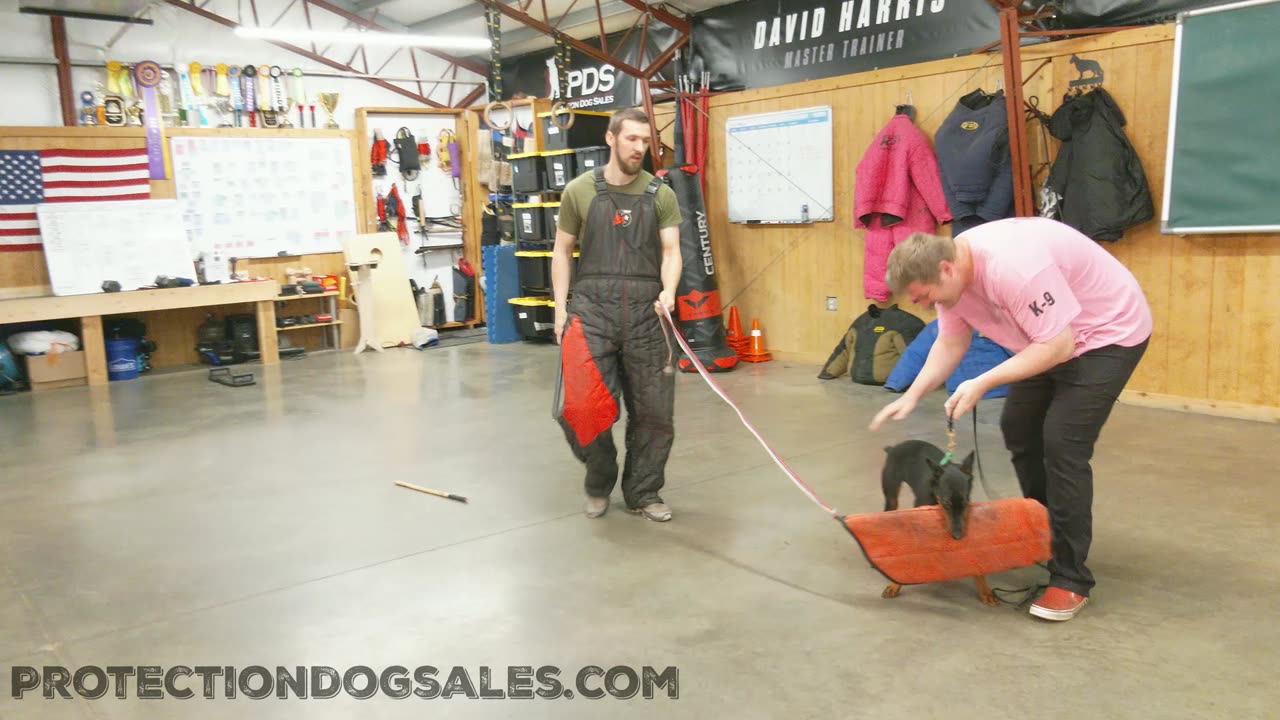 Young Doberman Protection Dog work out