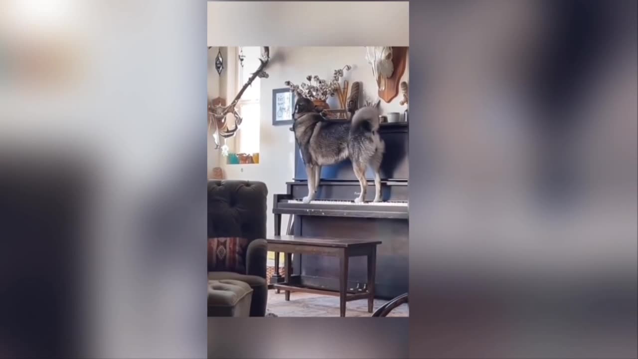 Funny moments compilation 😂🤣 #2