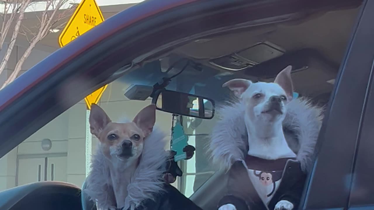 Little Dogs Fitted In Fur-Lined Coats