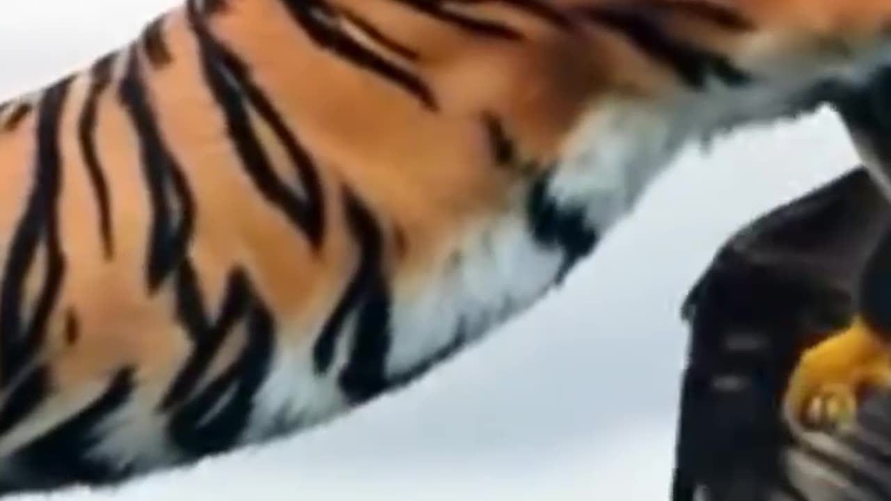Tiger VS Eagle Attack fantastic