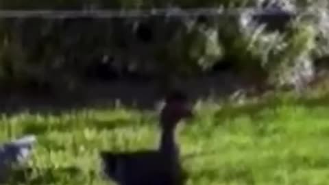 A duck terrorizing a neighborhood in Florida.