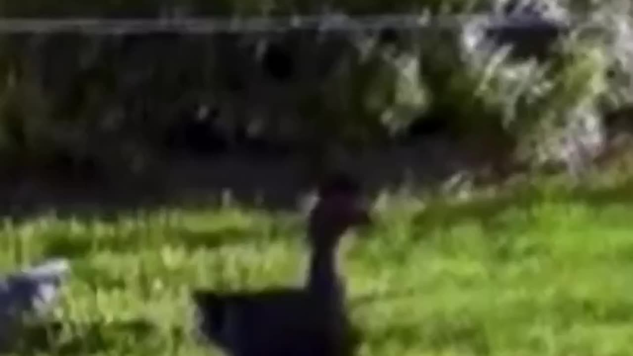 A duck terrorizing a neighborhood in Florida.