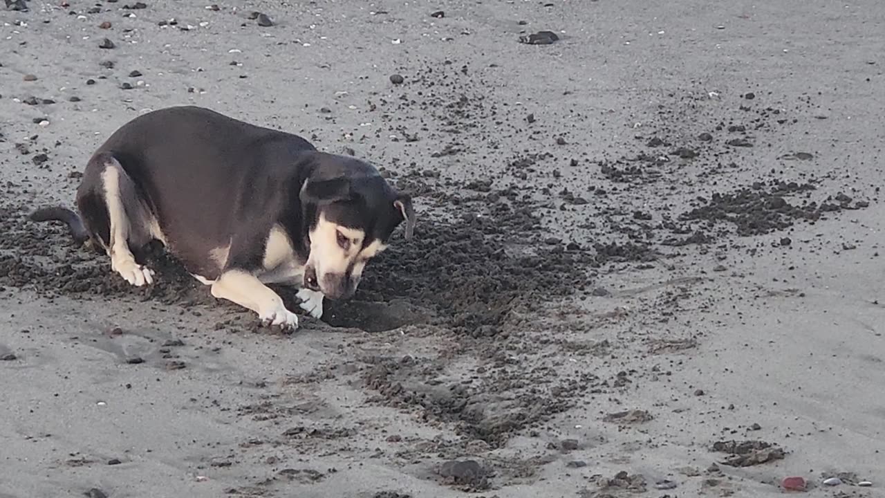 3/23/25. Playing with A crab