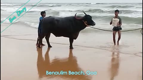 Bull Bathing in Benaulim Beach