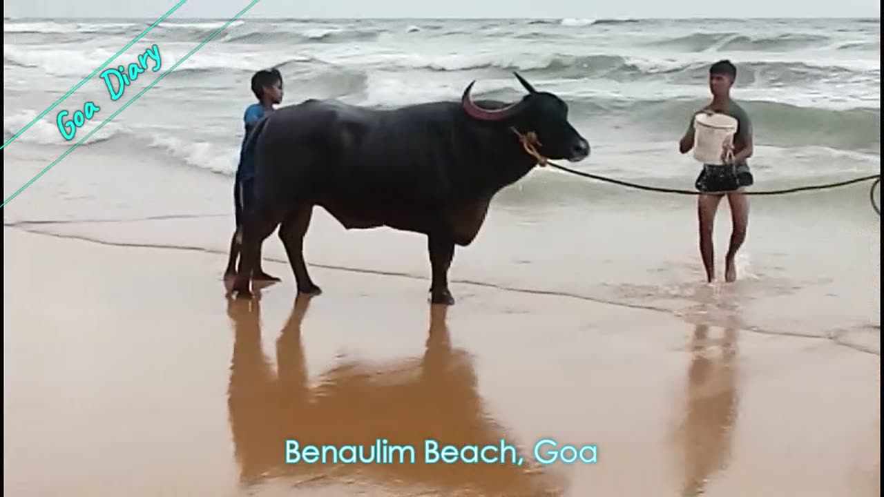 Bull Bathing in Benaulim Beach