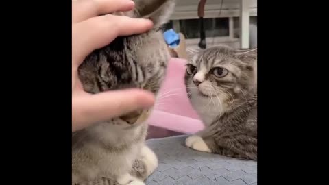 Meow-sterpiece Mayhem: Laugh-Filled Cat Clips!