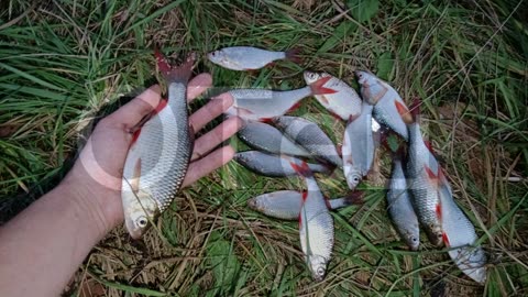 ОТец ловит рыбу 30 сентября