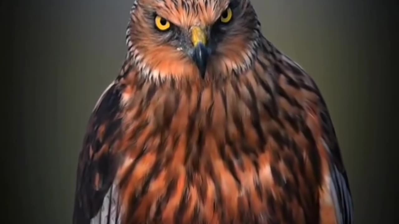 Motivational video