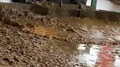 Clean, organized, respectful – Here's how we clean the cow area every day 🐄🧹