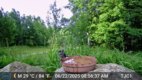 Blue Jay Taking a Bath