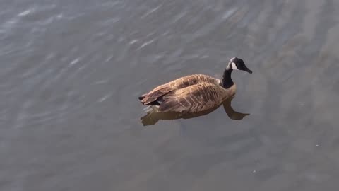 Canada Goose On Lake In Great Britain