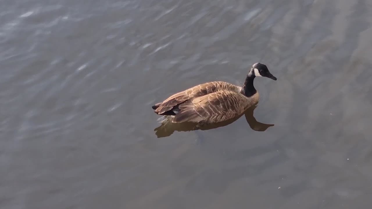 Canada Goose On Lake In Great Britain