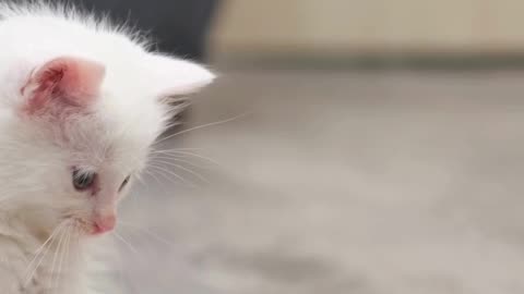 Extreme Cuteness Ahead 😻🔥 Watch at Your Own Risk!