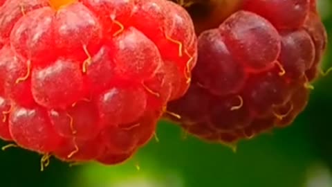 Red Raspberries: Nature's Ultimate Medicine Fruit