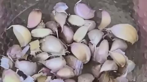 Garlic hack