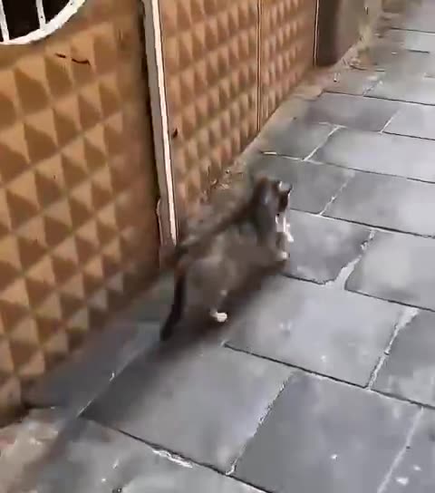 Mama brought her baby to the veterinary for a medical checkup