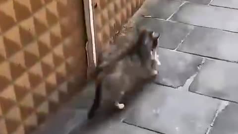Mama brought her baby to the veterinary for a medical checkup