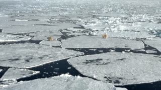 Cold, polar bears and ship motions challenge North Pole marathoners