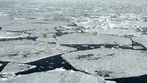 Cold, polar bears and ship motions challenge North Pole marathoners