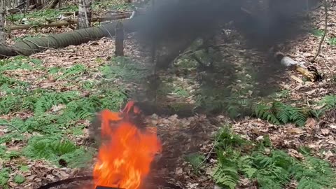 Forest Cleanup 🌳