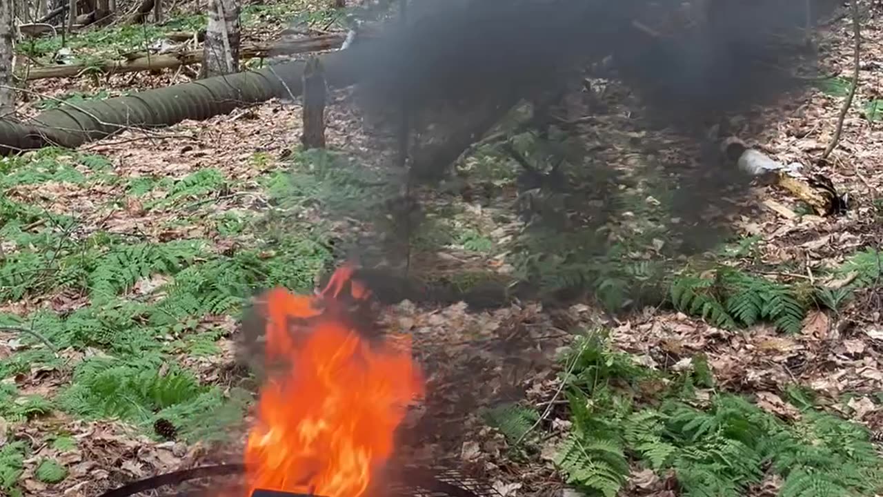 Forest Cleanup 🌳