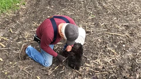 Feral Cats and Raccoons Kill Hundreds of Baby Pheasants