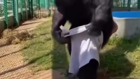 Monkey Lover - 00002