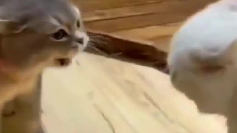 Meowwww GAAANG😒😎🤣