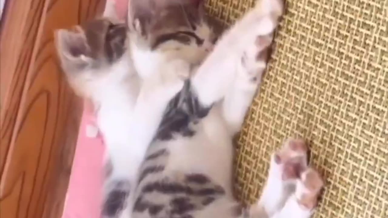 Cat-tastic Joy | Hilarious Pets on the Loose 🐱🎭