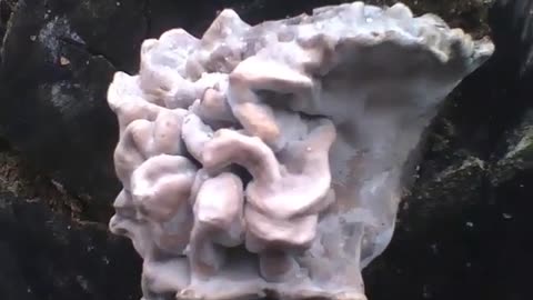 Tree trunk with fungus or some kind of mushroom, it's definitely not edible! [Nature & Animals]